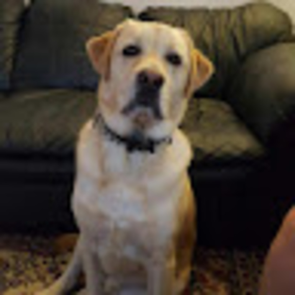 Meet your Posher, Chop